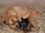 Biete Rottweiler/Bordeauxdogge Welpen