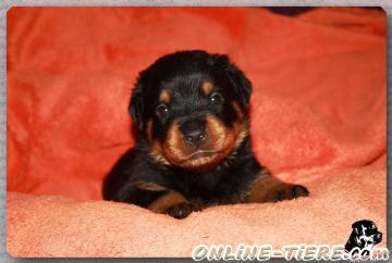 Biete Rottweiler