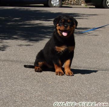 Biete Rottweiler