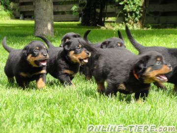 Biete Rottweiler