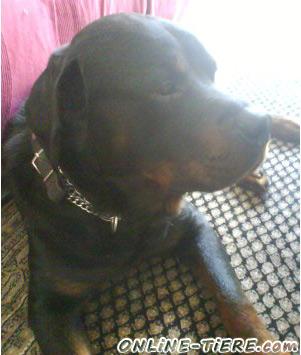 Biete Rottweiler