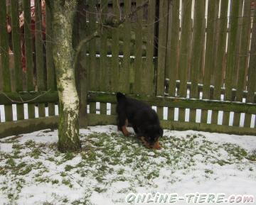 Biete Rottweiler