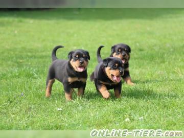 Biete Rottweiler