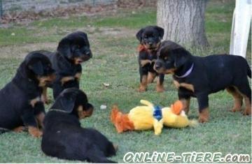 Biete Rottweiler