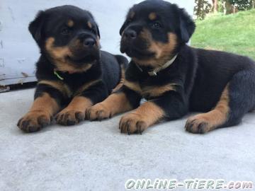 Biete Rottweiler