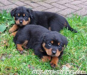 Biete Rottweiler