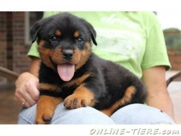 Biete Rottweiler