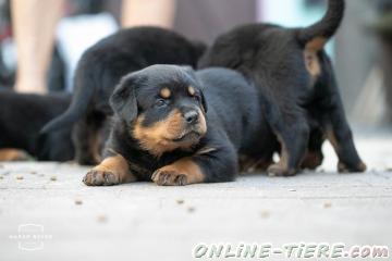 Biete Rottweiler