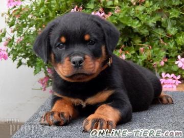 Biete Rottweiler