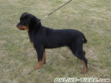 Biete Rottweiler