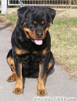 Biete Rottweiler