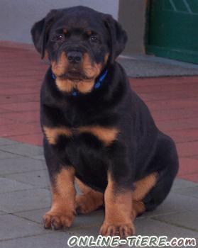 Biete Rottweiler