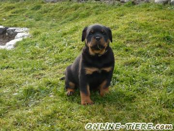 Biete Rottweiler