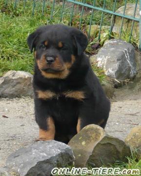 Biete Rottweiler