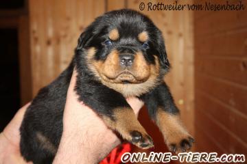 Biete Rottweiler