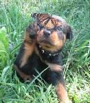 Biete Rottweiler