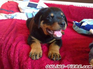 Biete Rottweiler