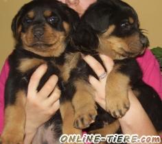 Biete ROTTWEILER