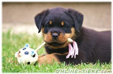 Biete ROTTWEILER