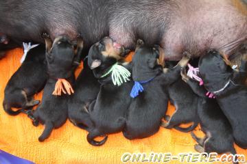 Biete Rottweiler