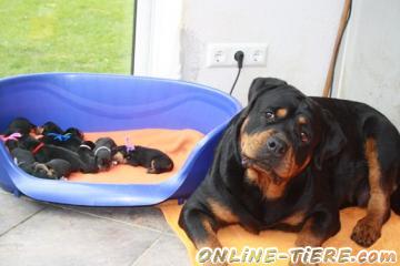 Biete Rottweiler