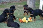 Biete Rottweiler