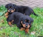 Biete Rottweiler