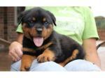 Biete Rottweiler