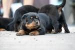 Biete Rottweiler