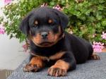 Biete Rottweiler