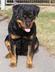 Biete Rottweiler