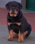 Biete Rottweiler