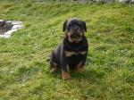 Biete Rottweiler