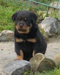 Biete Rottweiler