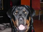 Biete Rottweiler