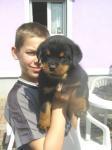 Biete Rottweilerwelpen