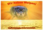 Biete Rottweilerwelpen