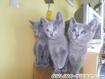 Biete Russisch Blau Kitten