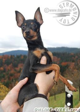 Biete Russkiy Toy, Russischer Toy, Toy Terrier