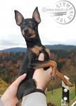 Biete Russkiy Toy, Russischer Toy, Toy Terrier