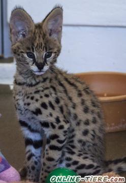 Biete Savannah-Serval