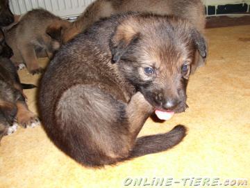 Biete Schäferhund, Malamute, Welpen