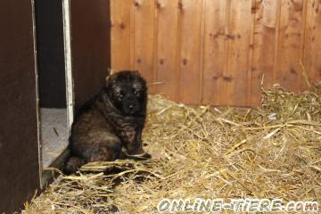 Biete Schäferhund