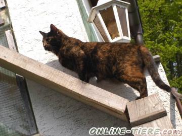 Biete Schildpattkatze, weiblich