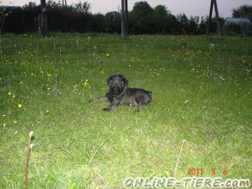 Biete Schnauzer pfs.