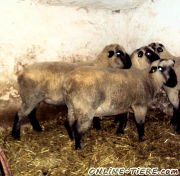 Biete Schwartzk&ouml;pfiges Fleischschaf