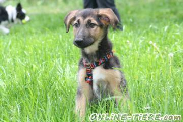 Biete Sch&auml;fer-Mix