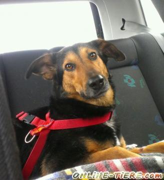 Biete Sch&auml;ferhund Mischling