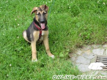 Biete Sch&auml;ferhund-Mix