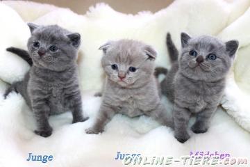 Biete Scottish Fold & BKH